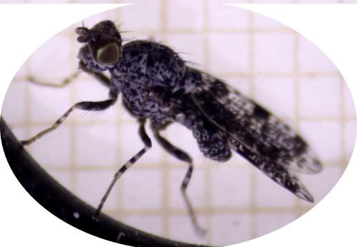 Callopistromyia annulipes